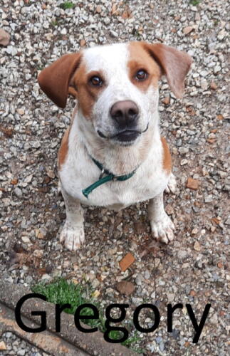 Stone County Humane Society